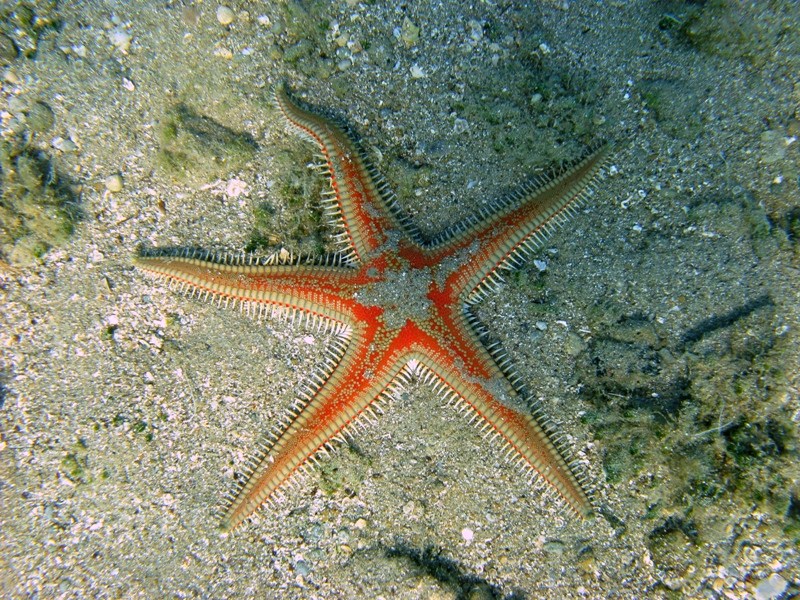 Astropecten aranciacus (Linnaeus, 1758)